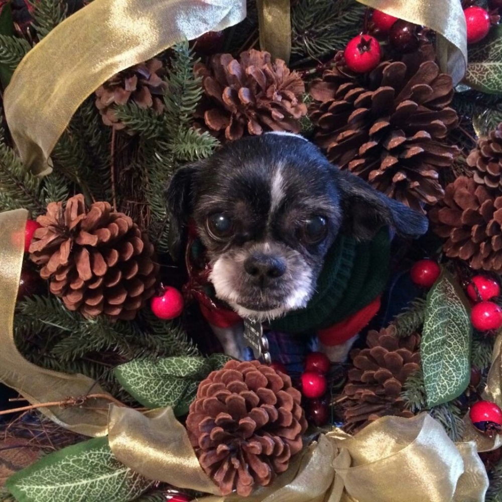 Meet your Posher, Wilson